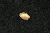 藏品(小椎實螺)的圖片